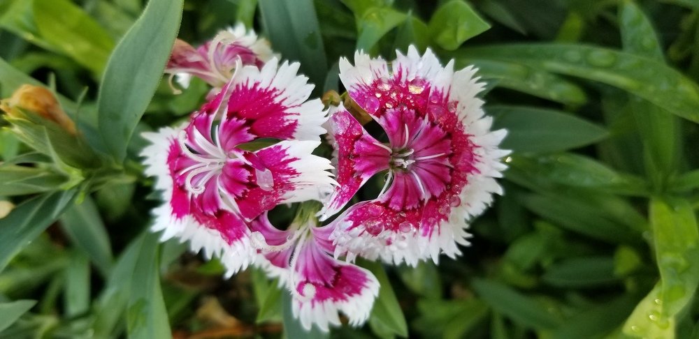 Dianthus with raindrops