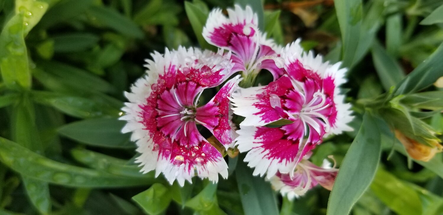 Dianthus with raindrops