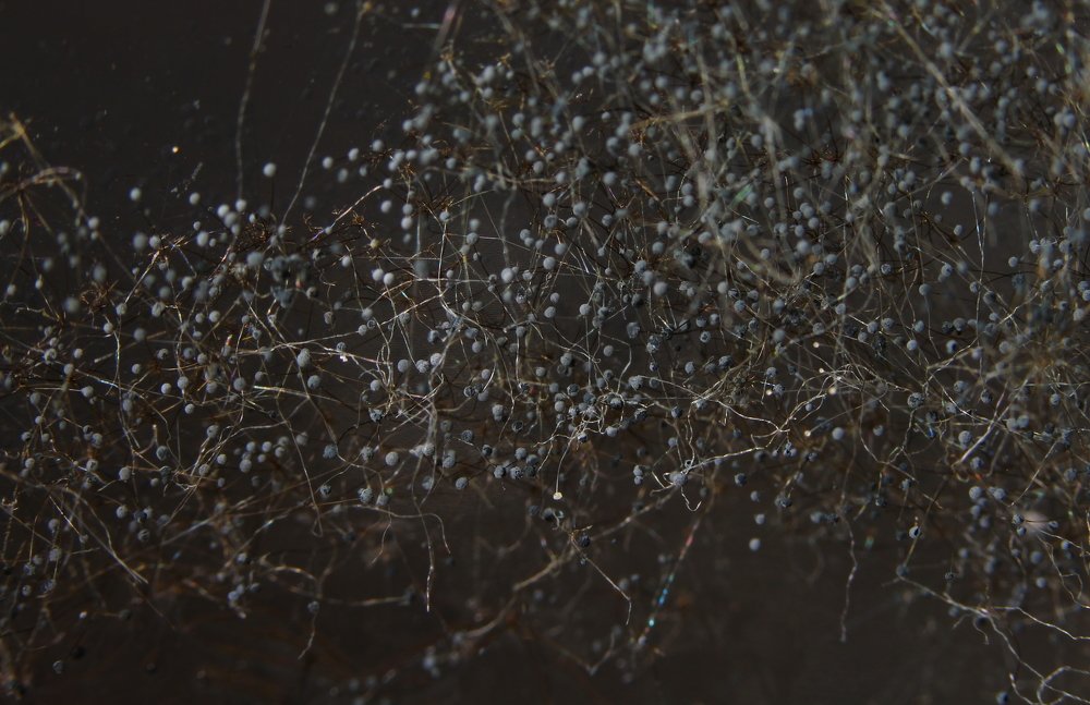 Photograph by Jurga Siauciuniene