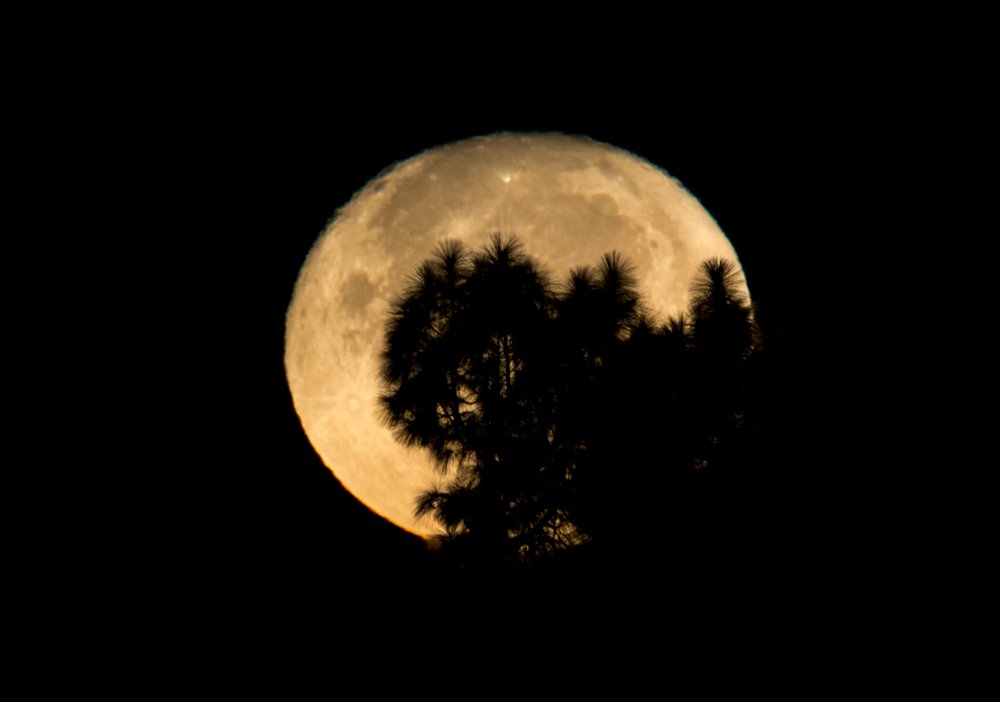 Full Moon Obstructed by Tree
