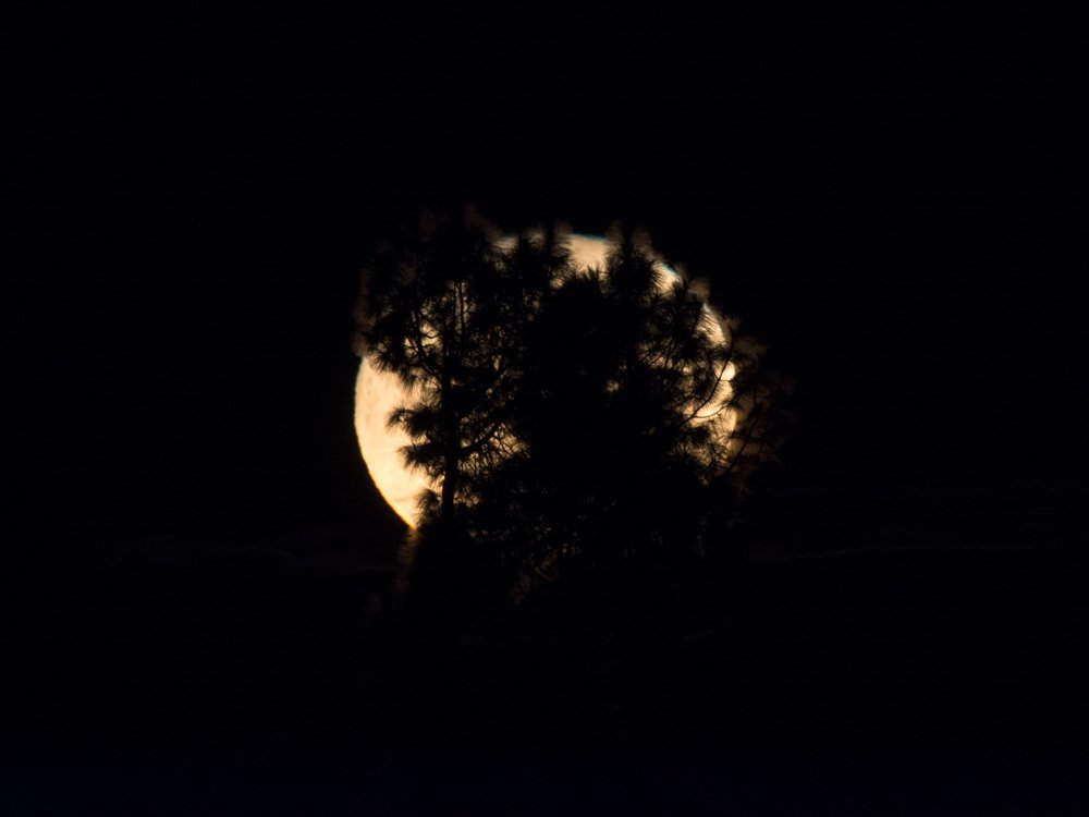 Full Moon Hiding behind the tree