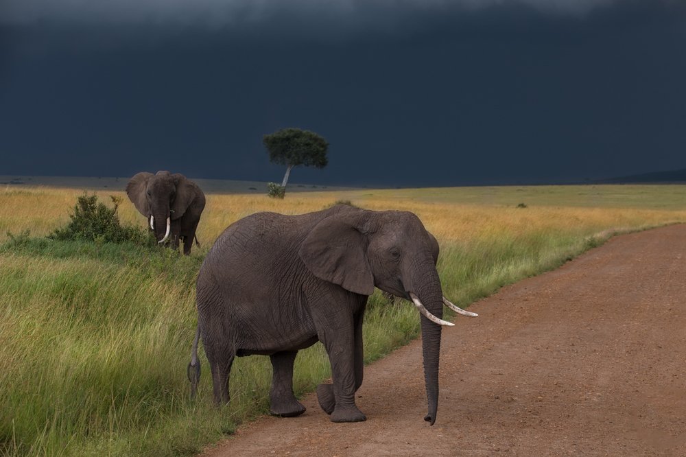 Photograph by Ольга Петруша