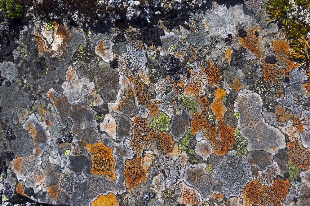 Photograph by Елена