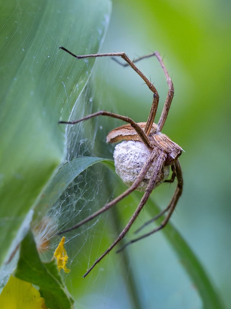 Заботливая мамочка