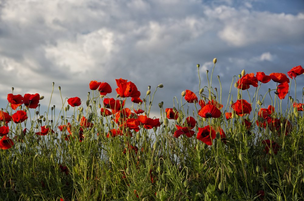 Фотография автора Марина Савчиц