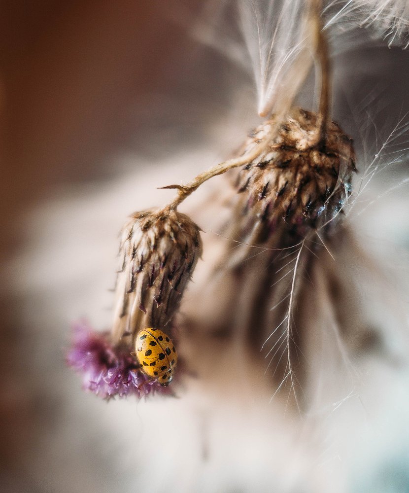 Photograph by Светлана Кавказская