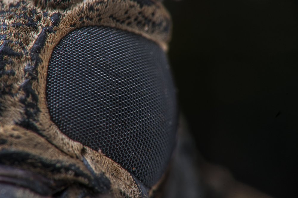 Photograph by Chamara Sulakkhana Polwatta Siriyalage