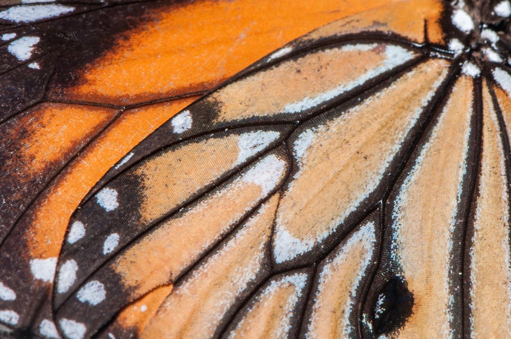 Photograph by Chamara Sulakkhana Polwatta Siriyalage