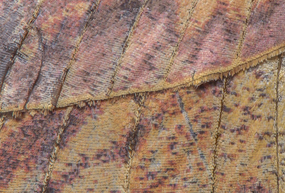 Photograph by Chamara Sulakkhana Polwatta Siriyalage