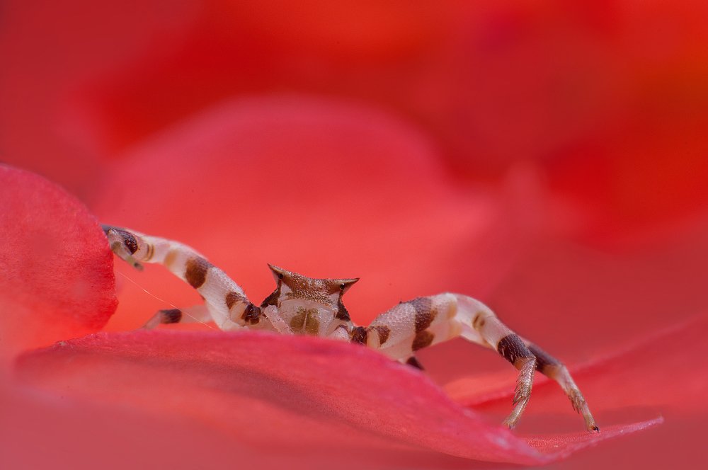 Photograph by Chamara Sulakkhana Polwatta Siriyalage