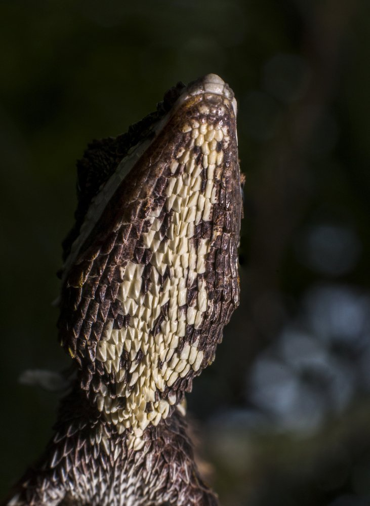 Photograph by Chamara Sulakkhana Polwatta Siriyalage