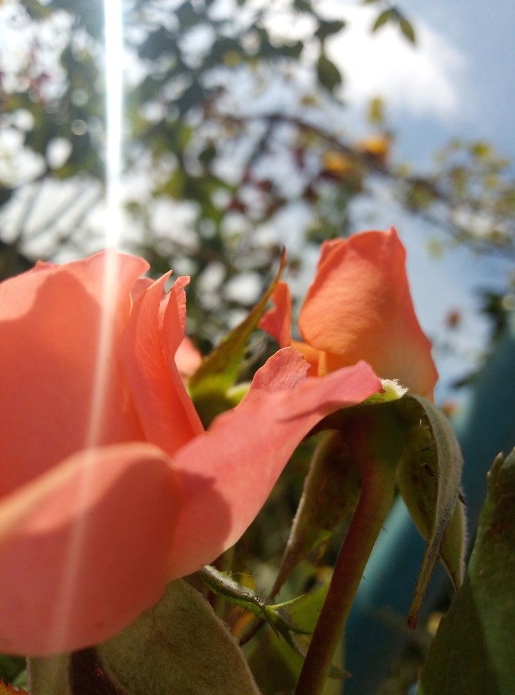 Photograph by Наталія Дронюк