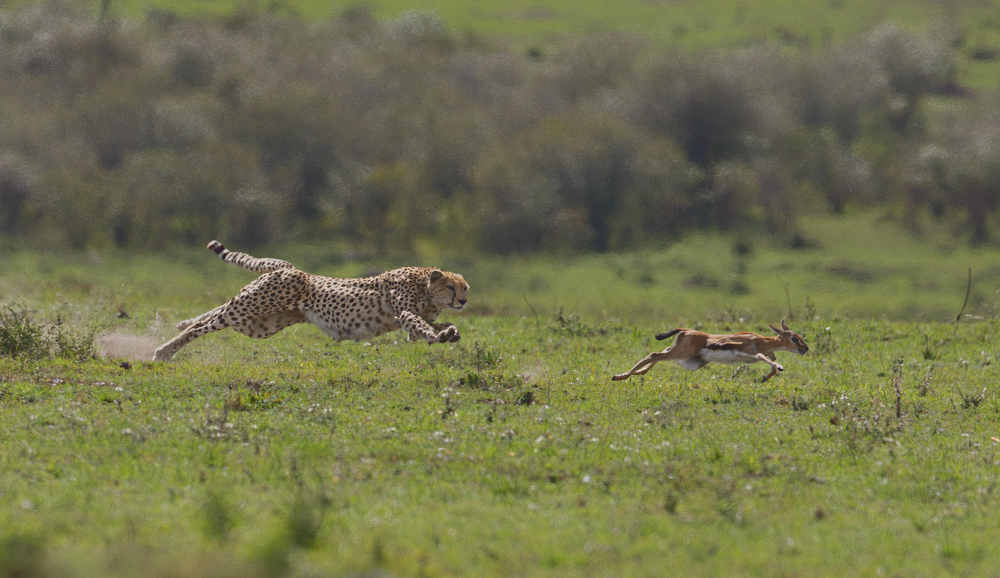 || Survival of the fittest ||