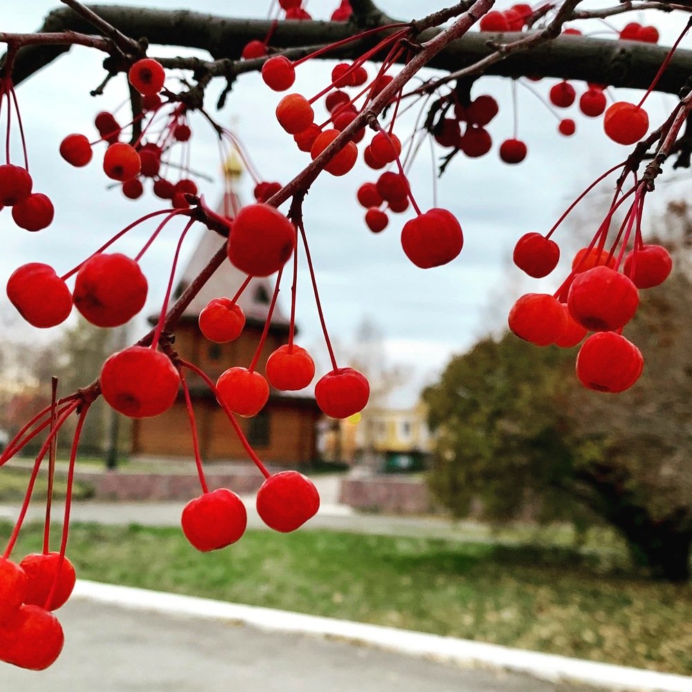 Photograph by Светлана Хохлова