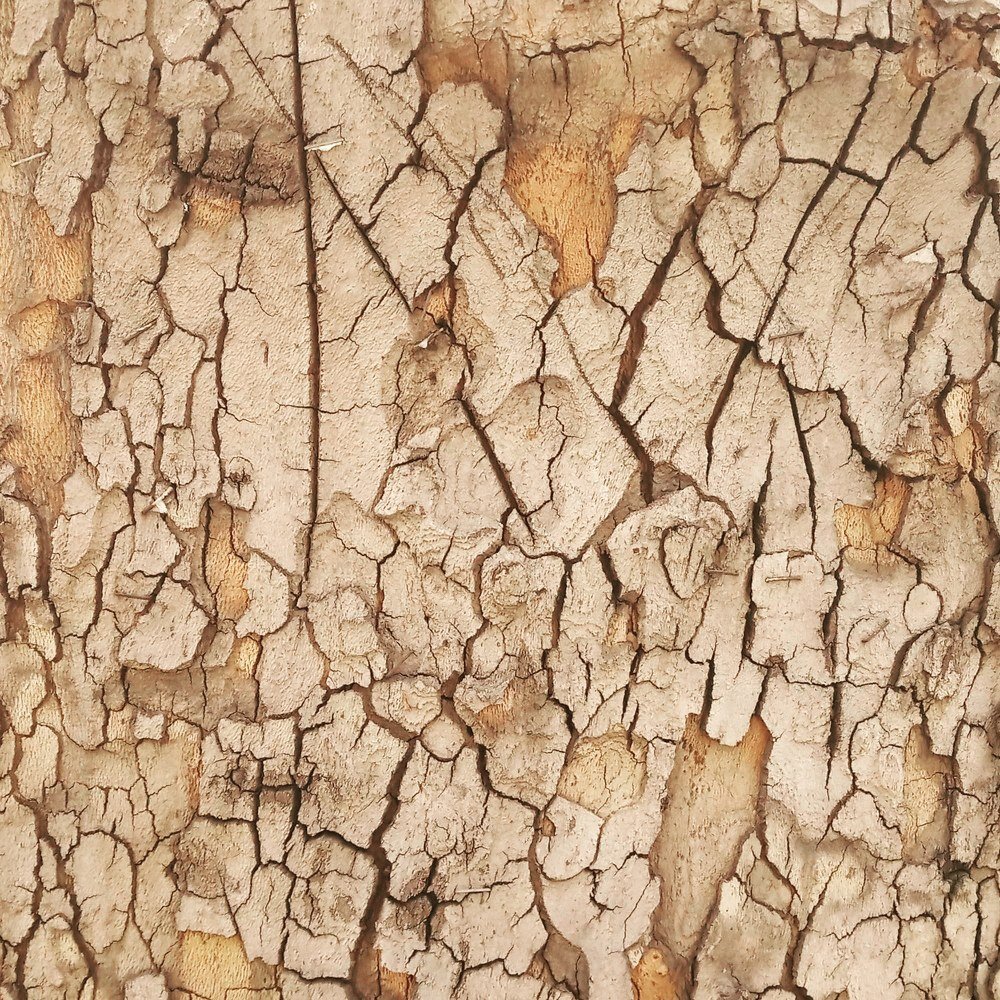 Photograph by Георгий Кикнадзе