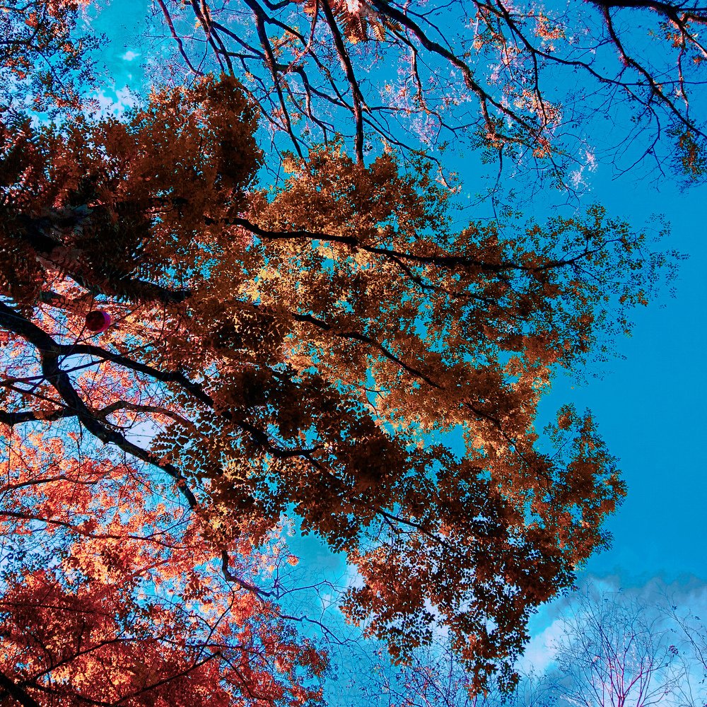 Photograph by Dominique Rojas