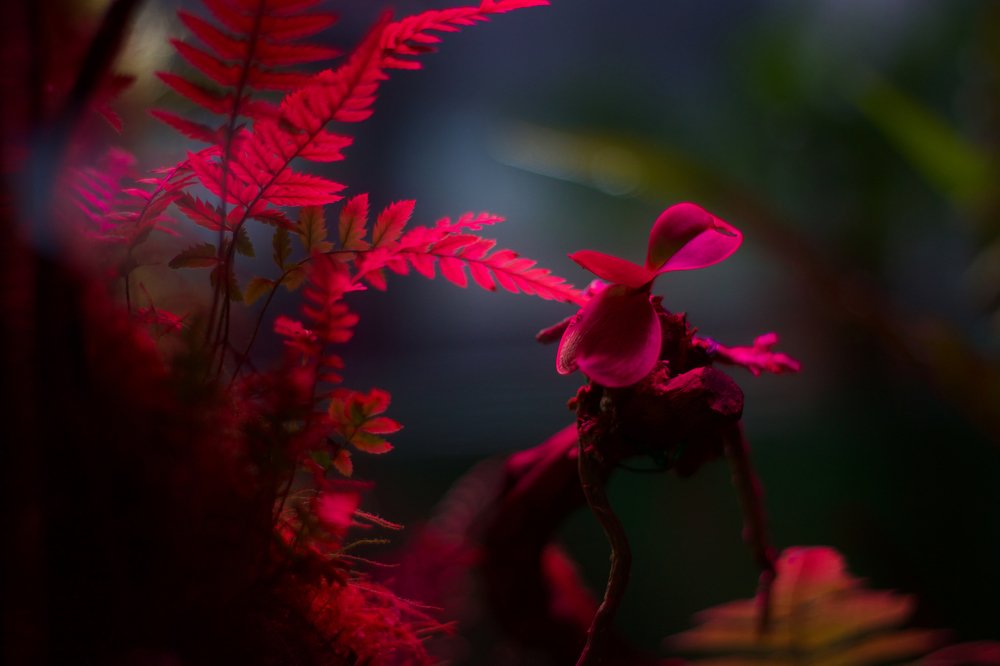 Photograph by Анастасия Полищук