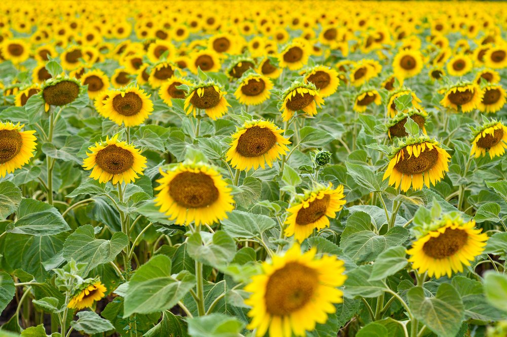 Photograph by Ольга Ривкина