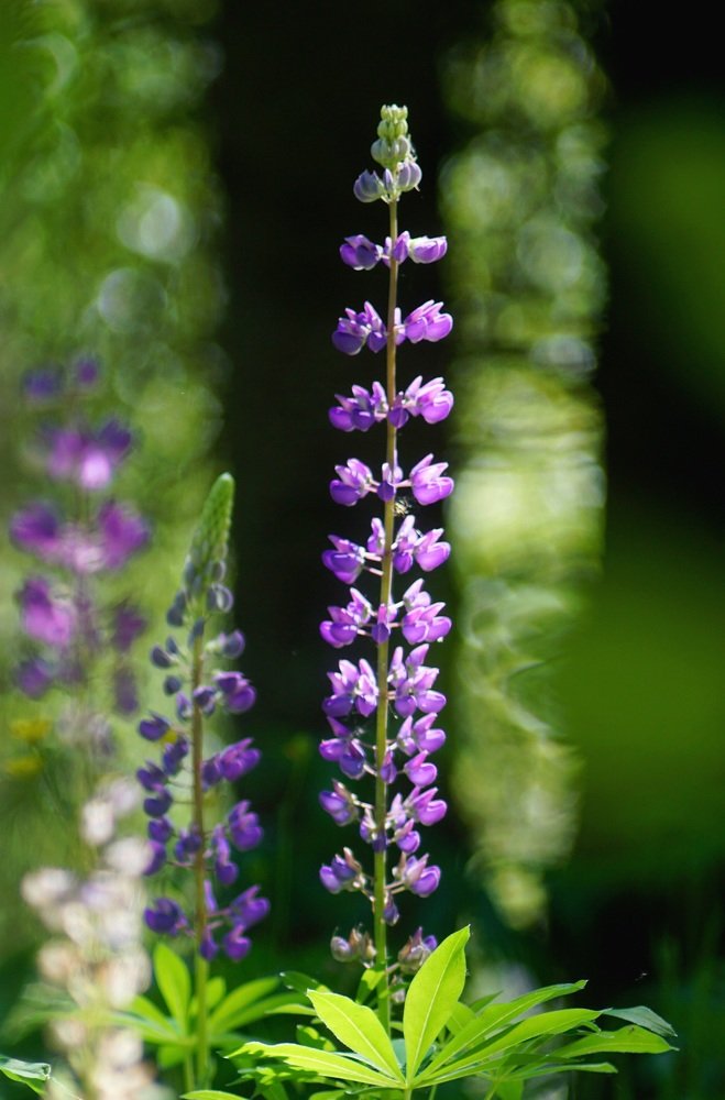 Photograph by Светлана Ульянова