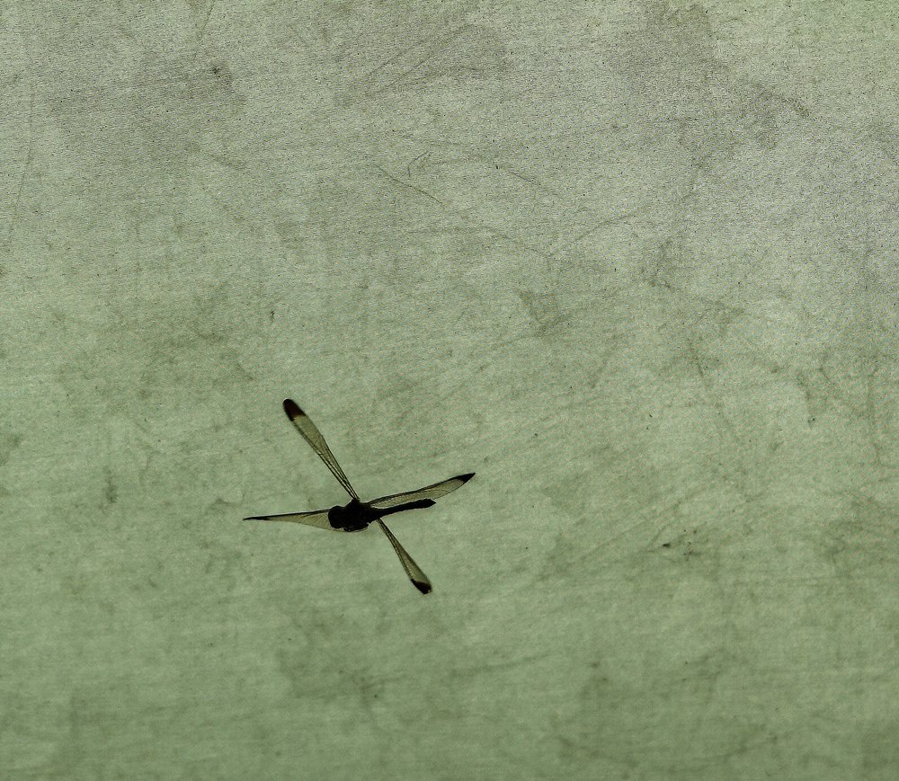 Photograph by Антонов Алексей