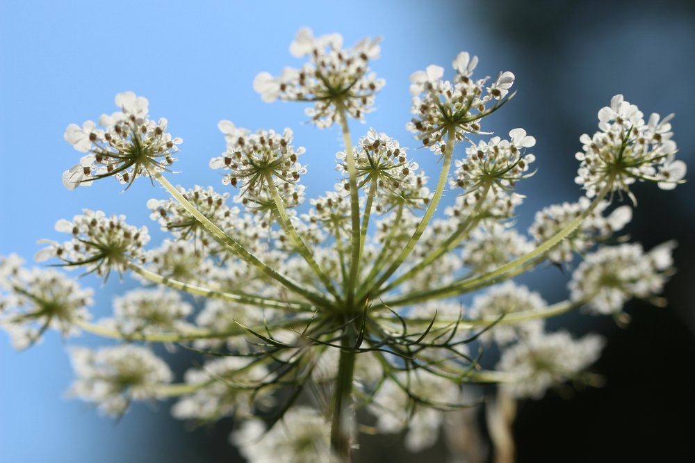 Фотография автора Олег Комарицкий
