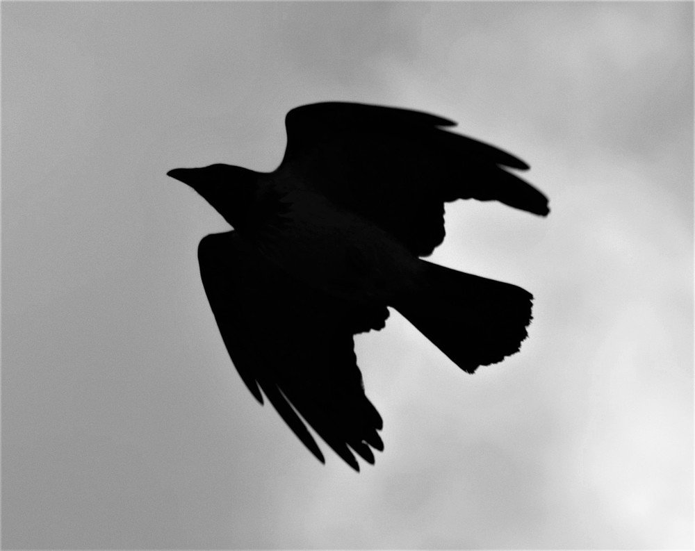 Photograph by Manche