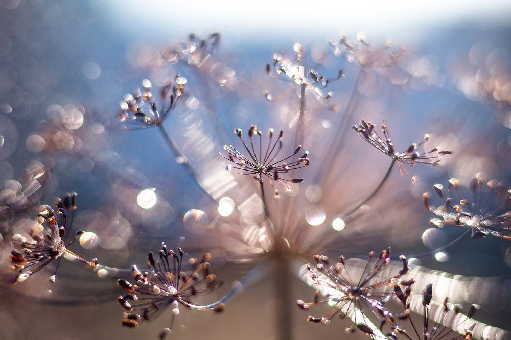 Photograph by Екатерина Просвирнина