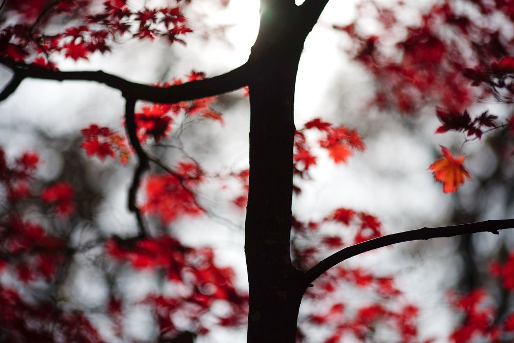 Photograph by Антонов Алексей