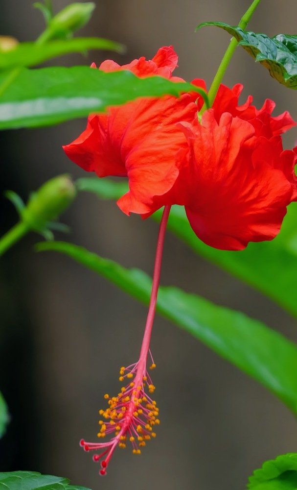 Hibiscus rosa-sinensis