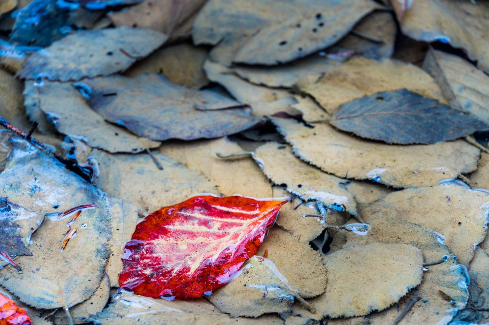 Фотография автора Cornelia Ghergut