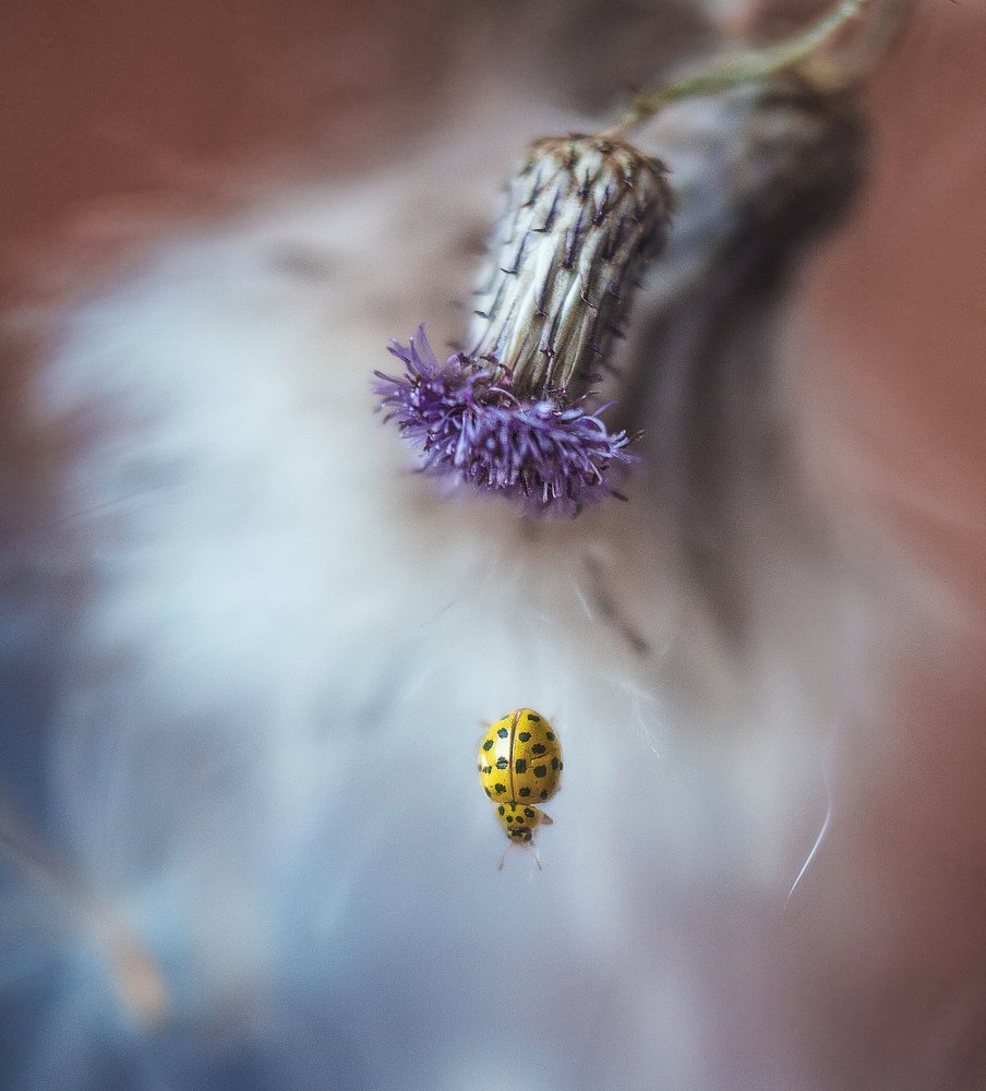 Photograph by Светлана Кавказская