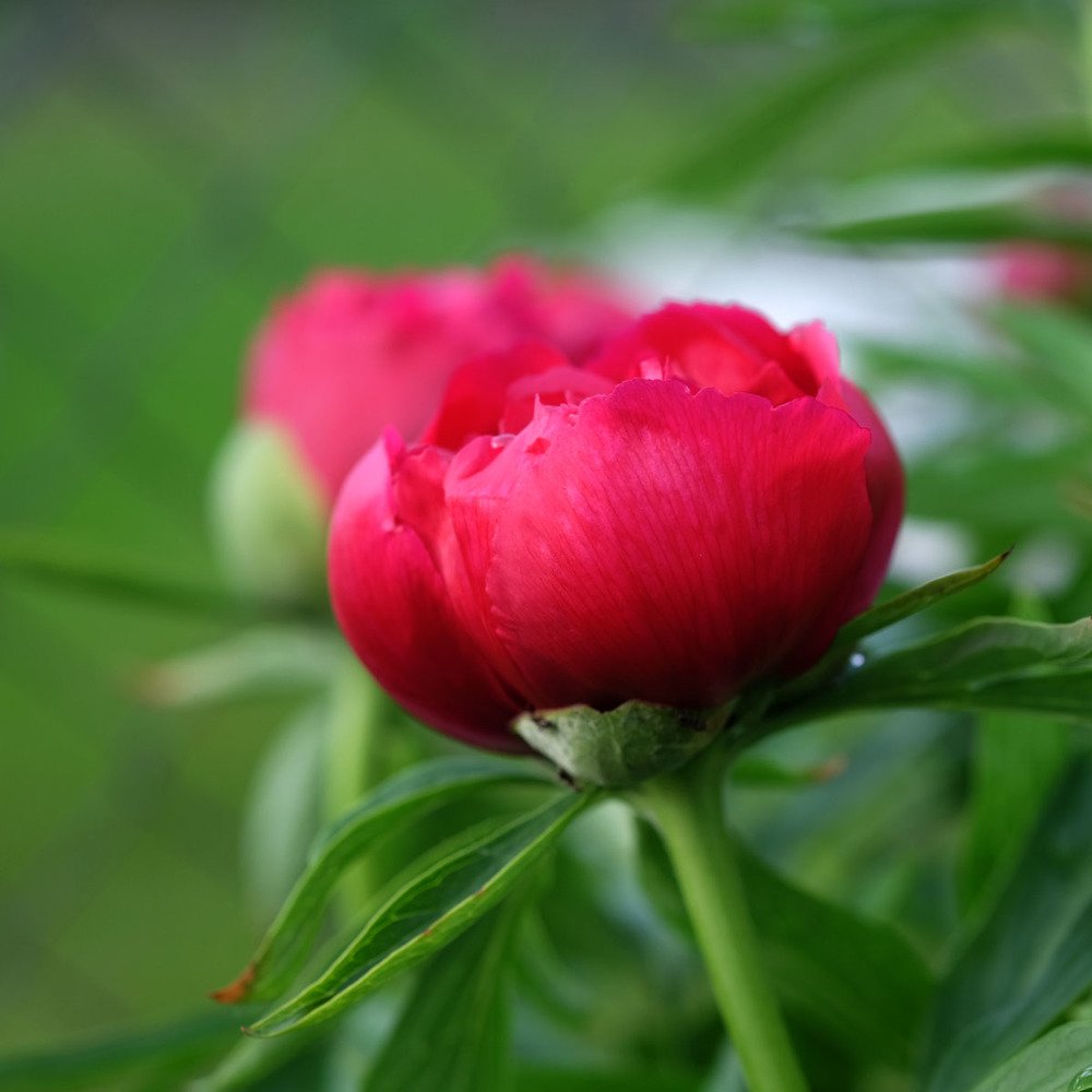 Photograph by Евгений Шувалов