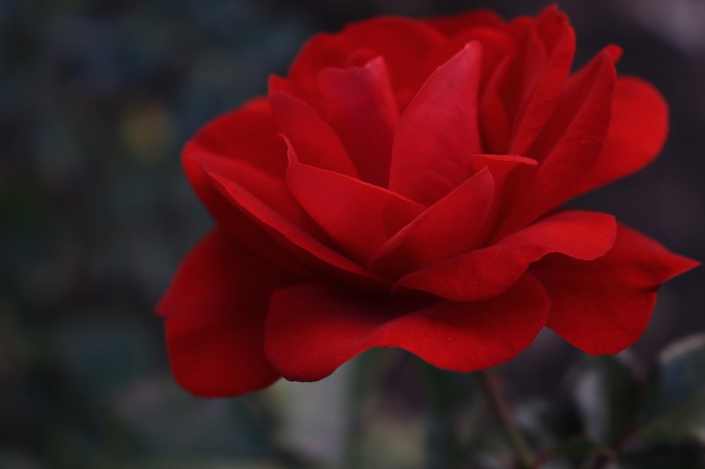 Photograph by Татьяна Бондар