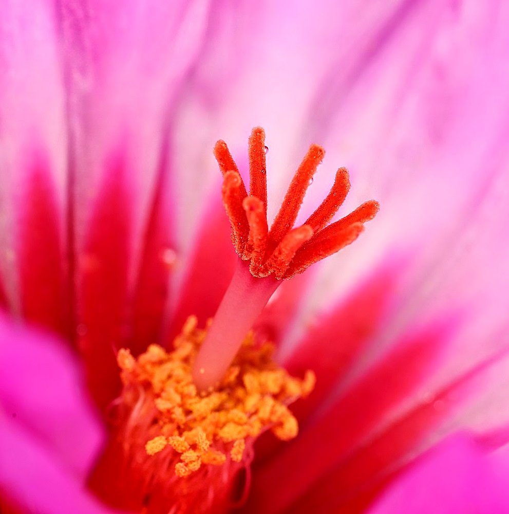 Photograph by Александр Зорин