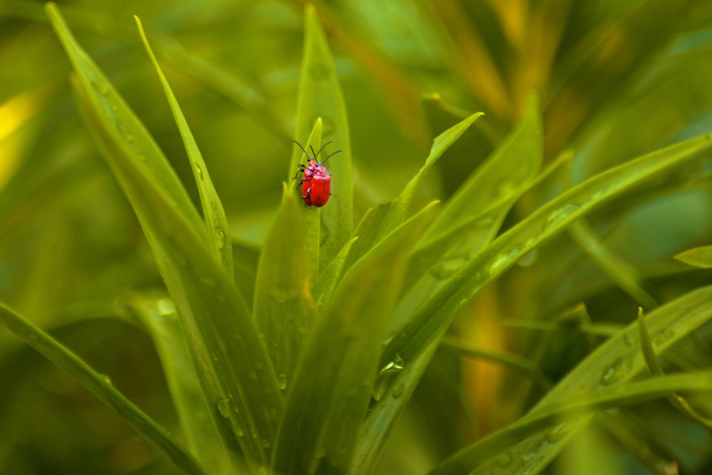 Photograph by Оксана Плугатарева