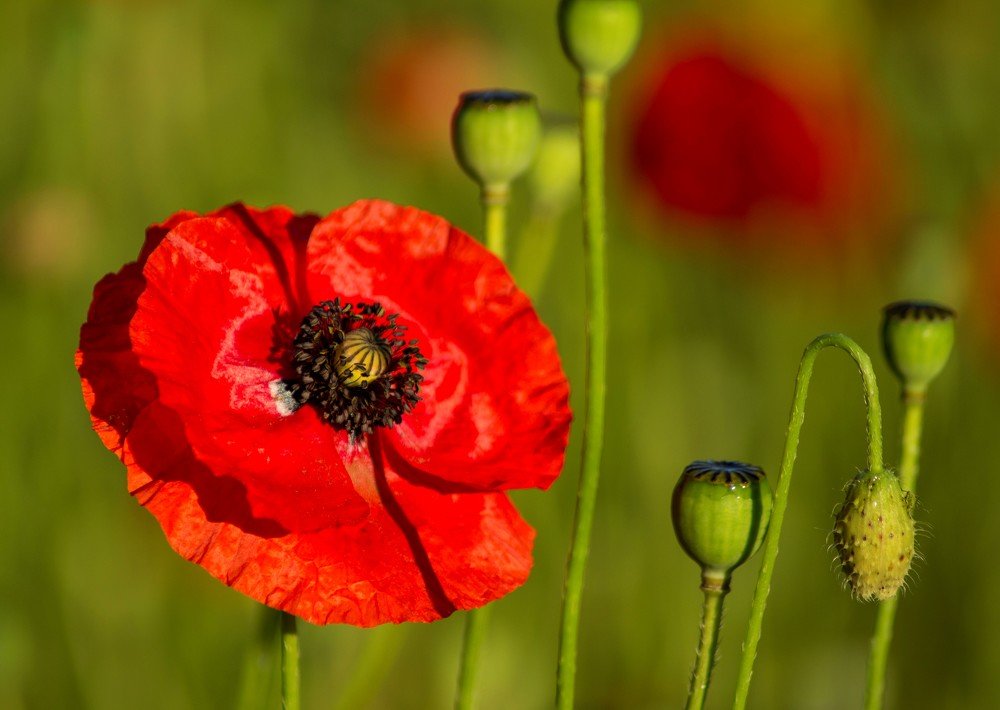 Photograph by Александра Шайдурова