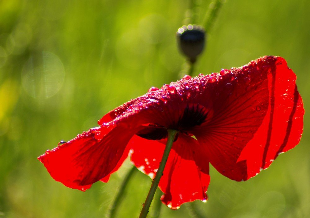 Photograph by Александра Шайдурова