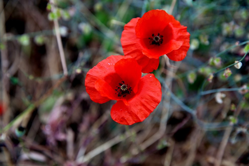 Photograph by Александр Цабель