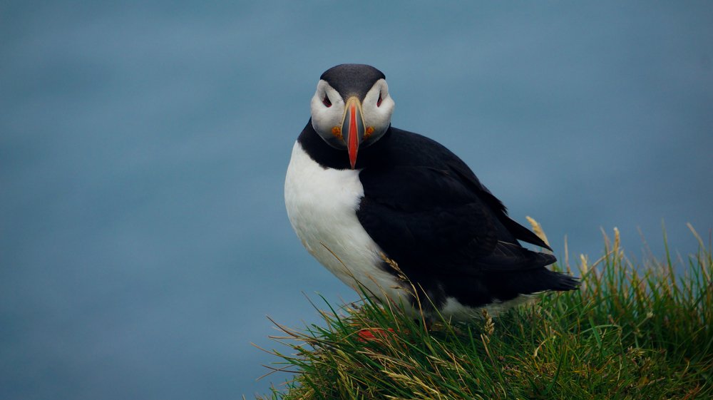 Любопытный тупик