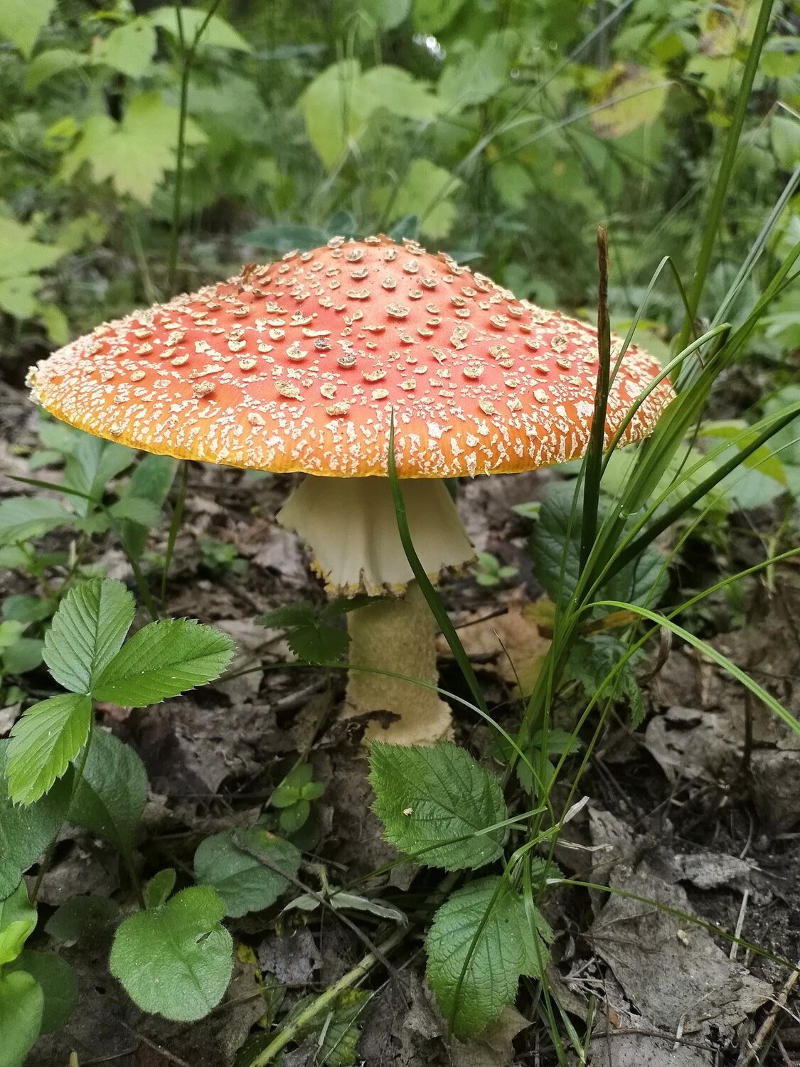 Мухоморчик