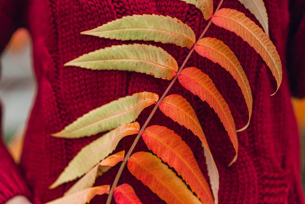 Photograph by Ira Shpiller