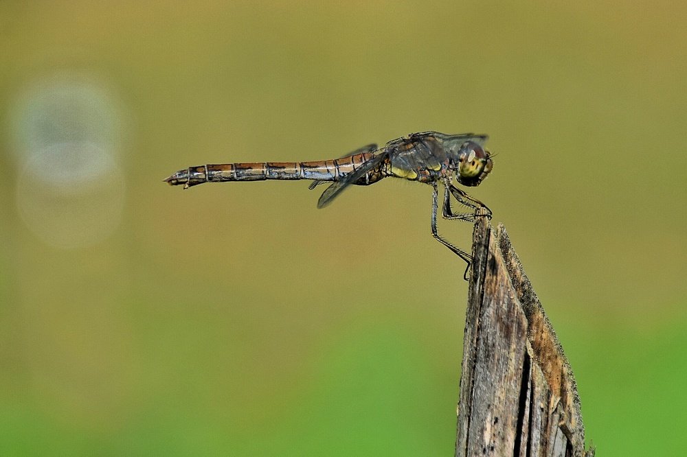 Photograph by seyyed mohammad andy