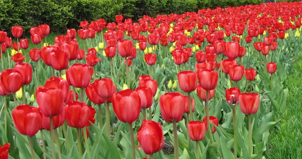 Photograph by НИНА АВЕРЬЯНОВА