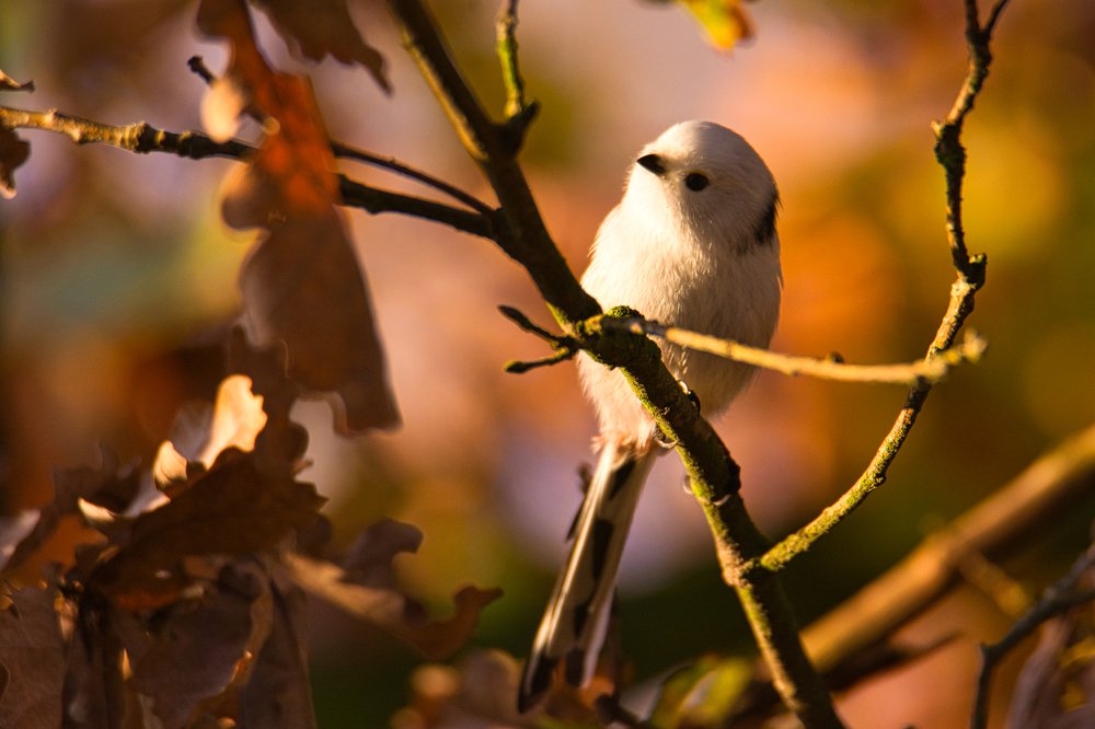 Long-tailed tit (Aegithalos caudatus)