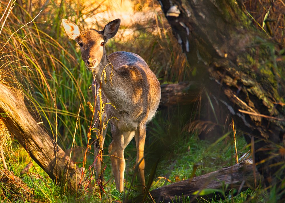 Fallow deer (Dama dama), female