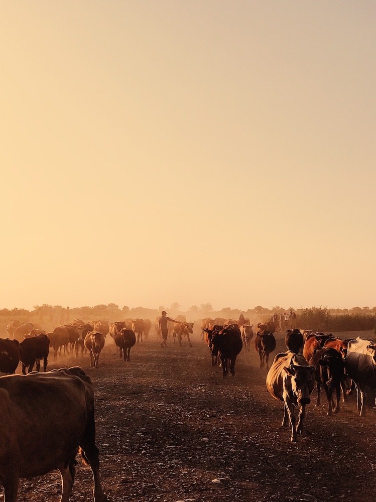 Свой среди чужих.