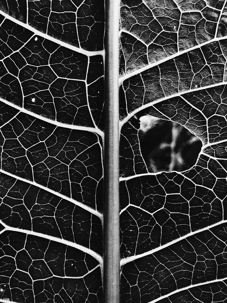 Линия метро для насекомых.