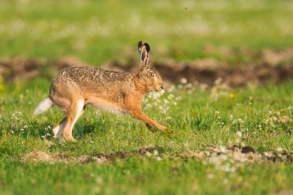 Jumping European hare (Lepus europaeus)