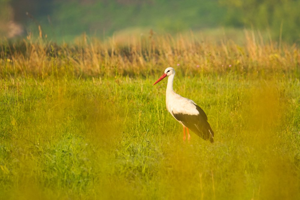 White Stork (Ciconia ciconia)