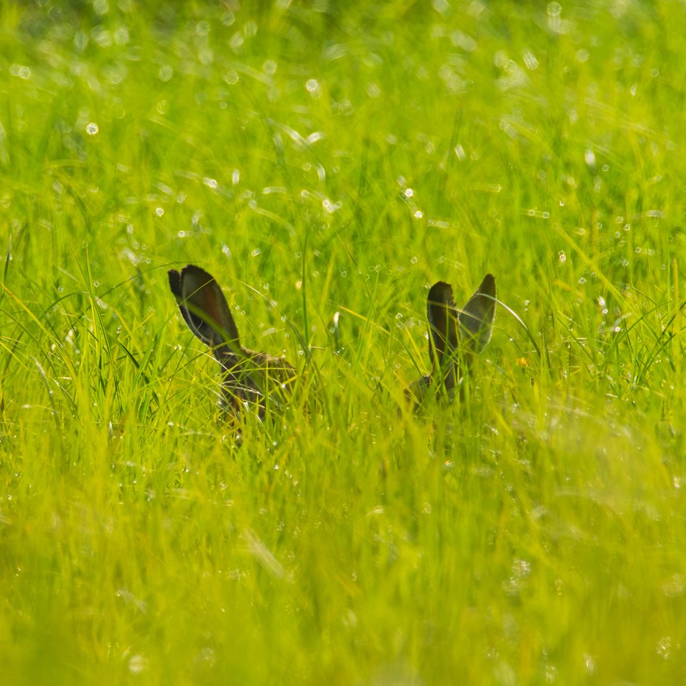 European hares (Lepus europaeus)